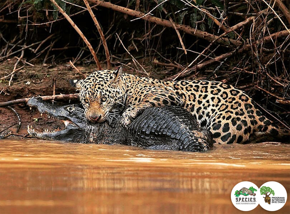A veces una imagen dice más que mil palabras 😬😱 Increíble imagen 📸 de un jaguarete 🐆 depredando un jakare 🐊 

Los jaguares son muy buenos nadadores. Cazan peces, tortugas, caimanes y usan sus fauces increíblemente poderosas para perforar los cráneos de los animales.

⬇️