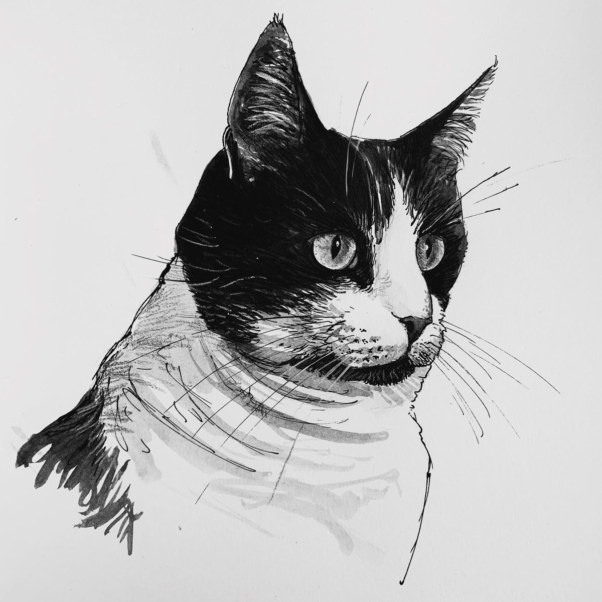 tweetingpainter's tweet photo. #IsolationDrawing Ben and Jim’s #Cat #Jessie, Happy 50th Birthday Jim😍
#MixedMedia #KeepCalmAndKeepDrawing https://t.co/QaiiNvDrn2