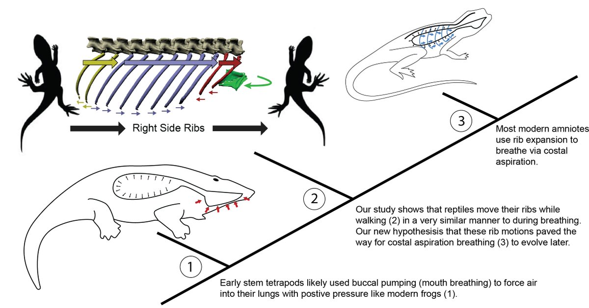 At some point, early amniotes evolved the ability to express these rib movements on both sides simultaneously, which allowed for the expansion and contraction of the trunk that support inhalation and exhalation. The paper:  @SciReports  https://www.nature.com/articles/s41598-020-64140-y
