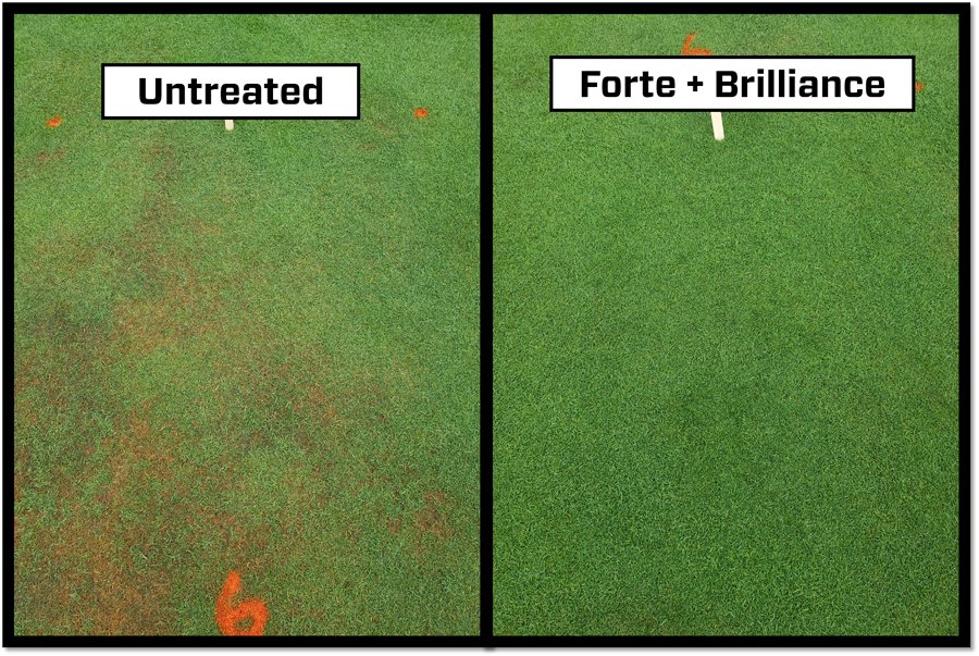 Looking for a solid wetting agent program for fairways? Talk with your Simplot Rep about a #FortePlus program to stay ahead of #LocalizedDrySpot and to help manage moisture stress on your #Turf this season

#SurfPack #Forte #Brilliance