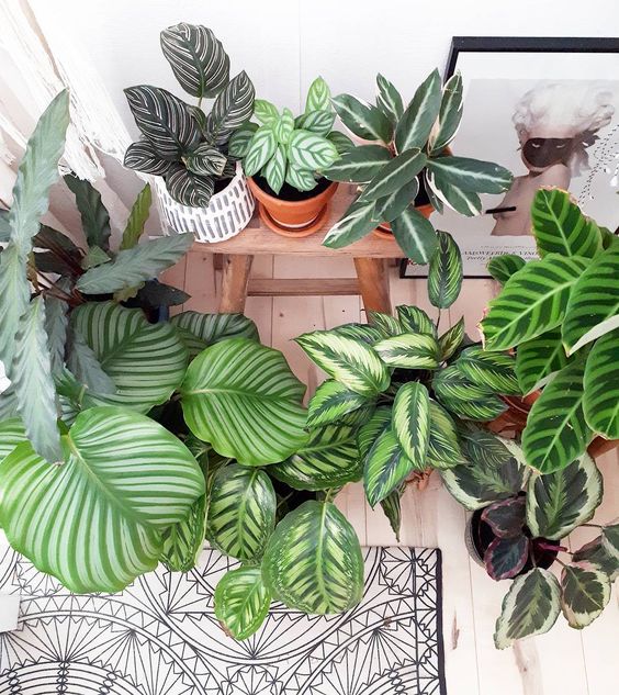 Calathea-Valstar tweet media