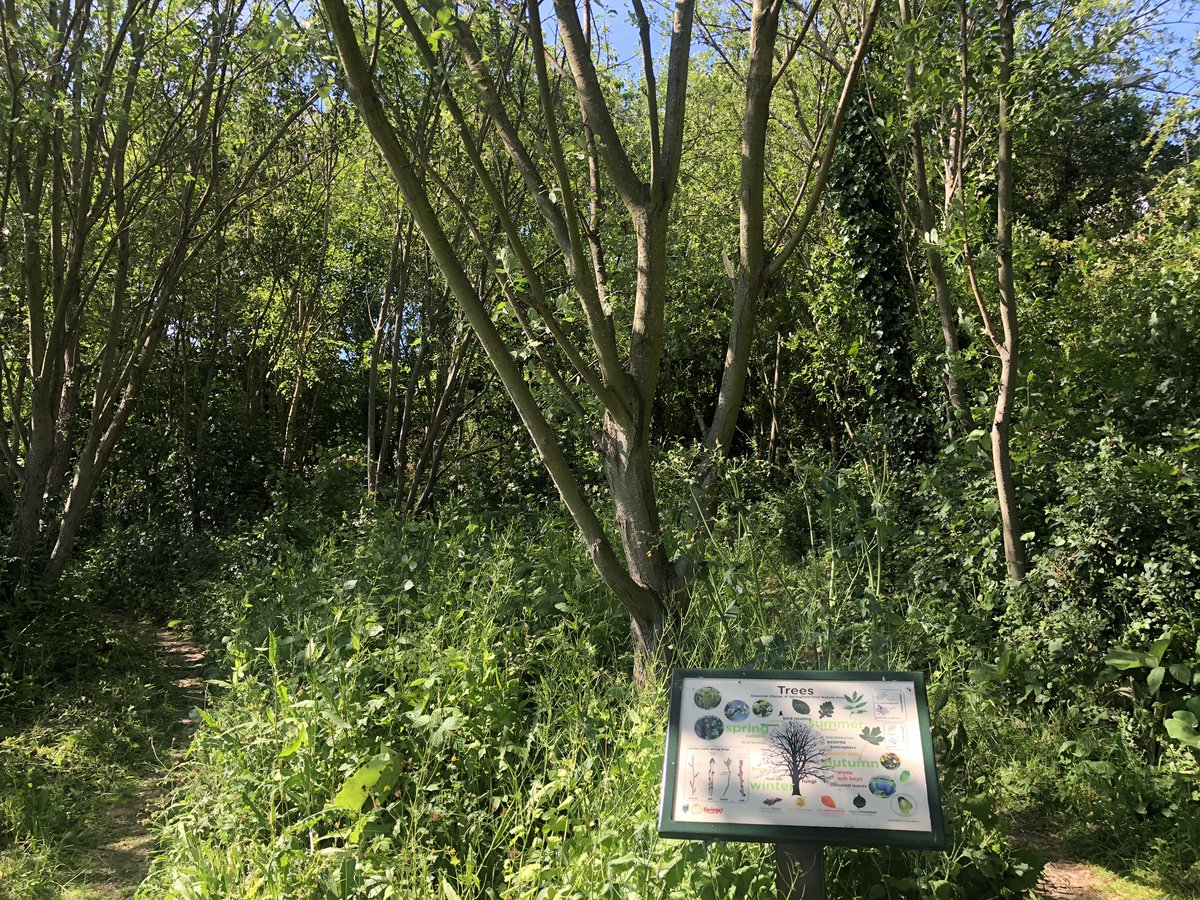 Annareporting's tweet photo. Here’s Derek from the Springfield Community Park Nature Area, my guest on #Londonteaat3 @middleagedminx @BBCRadioLondon doing a wonderful job with volunteers to make this acre of land a community centre for birds and butterflies! https://t.co/7LXBpvMTx4 https://t.co/dq2STCGMJA