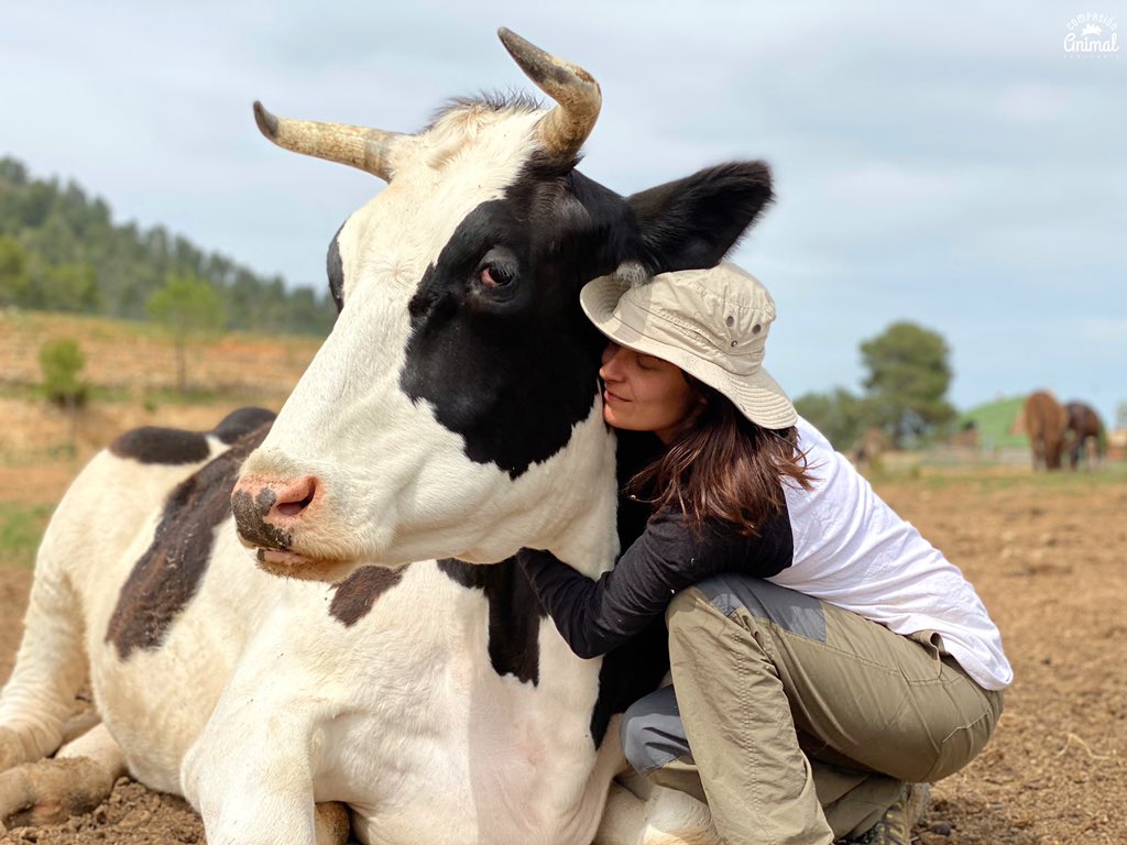 CompasionAnimal's tweet image. Millones de animales se van cada día sin que jamás hayan recibido una muestra de cariño. Cada día es una ocasión especial para abrazar a Moisés y al resto de habitantes del Santuario. Porque al menos aquí, los animales nos importan y queremos que lo sepan, cada día.