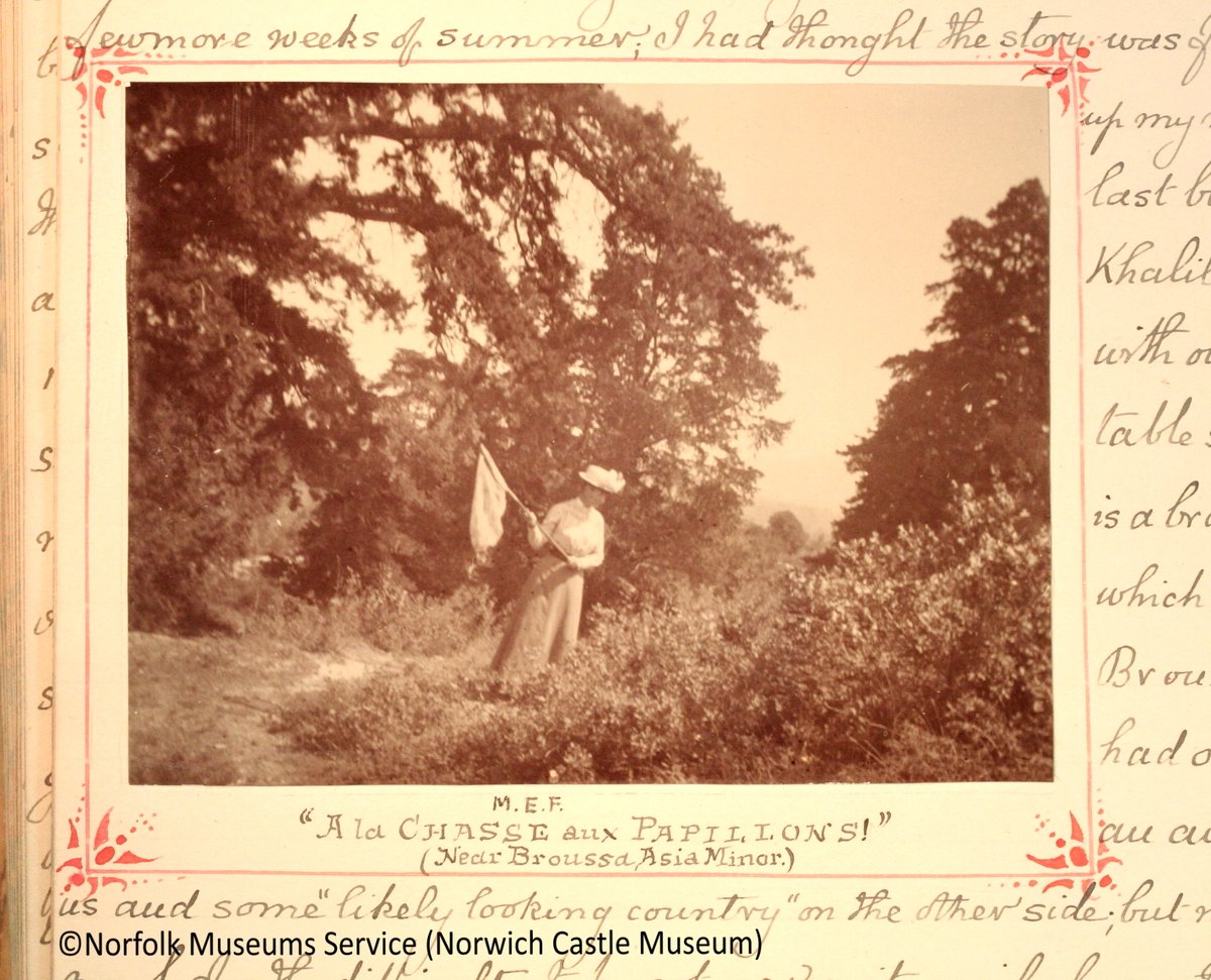 Norwich born Margaret Fountaine (1862-1940), was a pioneering traveller, lepidopterist and writer. @NHM_London hold her four sketchbooks of watercolours depicting butterfly larvae and pupae. @NorfolkMuseums  @NorwichCastle hold her diaries and 22,000 specimens #CollectionsUnited