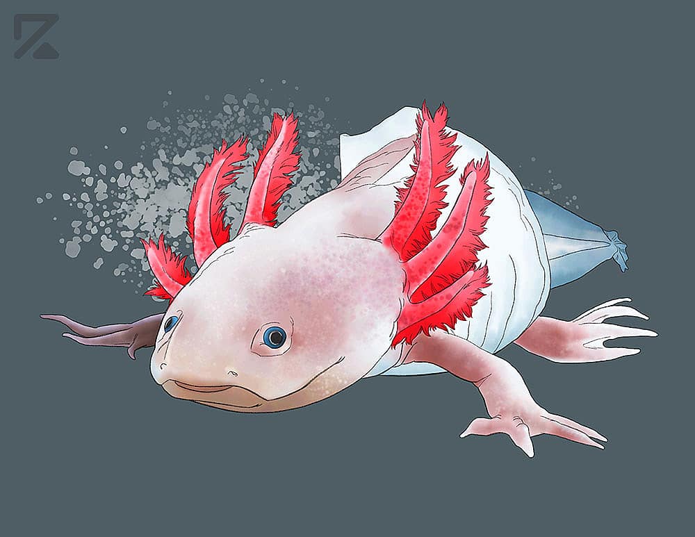 Haven't done much with watercolor but wanted to try out Adobe Fresco and the live brushes are pretty fun to work with. Let me know what you think.

#adobefresco #fresco #watercolor
#axolotl #axolotllove #axolotlart