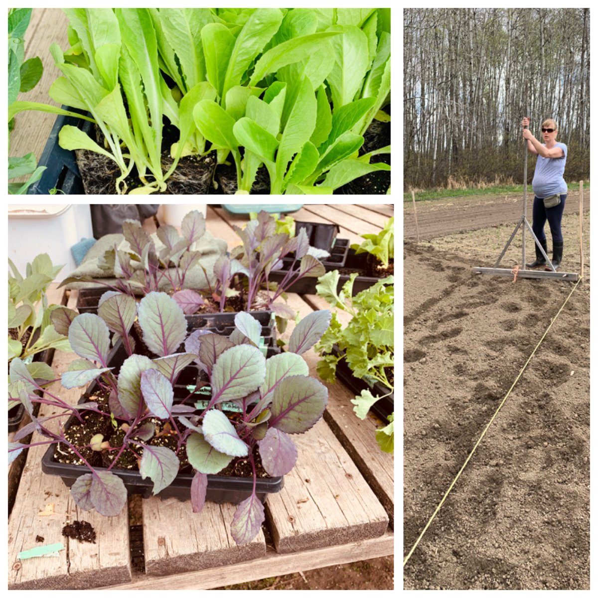 ChickadeeFarmHe's tweet photo. We got our house garden planted yesterday morning; At least the frost tolerant things. 
#homegrown #smallfarmlife #vegtables #localfood https://t.co/GoF6rxRroP