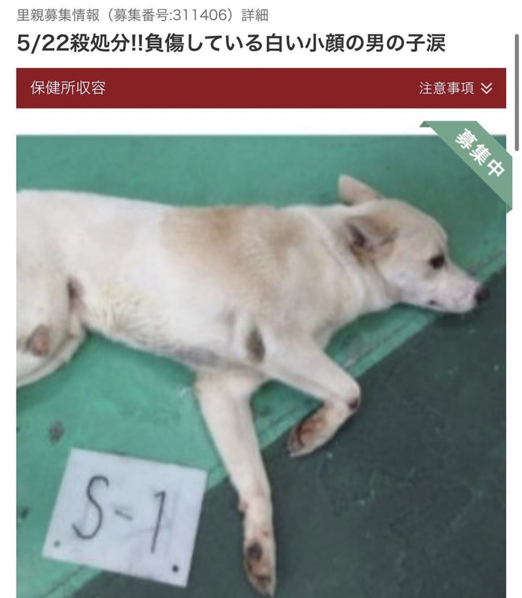 タコ ちゃん Pa Twitter 沖縄県 負傷しておるワンチャン 優しい手を差し伸べてくれる方いませんか 気になる方はペットのお家ご覧ください 里親 里親募集 里親様募集中 里親さん募集 沖縄 沖縄県 保護犬 殺処分 T Co 0zb5wg8pt6 T Co