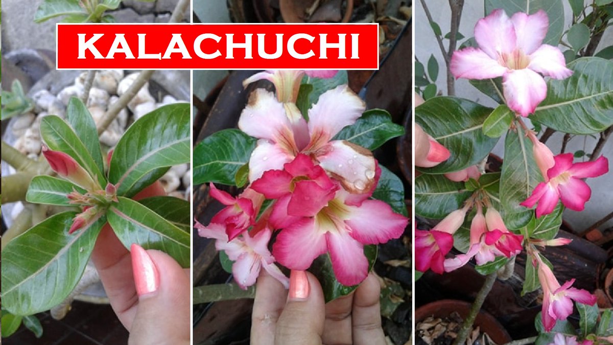 ThreezaDW3TRZ's tweet photo. #LockDown #Refresher #AdeniumObesum #DesertRose #Kalachuchi #SabiStar #Kudu #MockAzalea #ImpalaLily #AnotherHobby #MabuhayDXstitchAmateurRadio #DW3TRZ
https://t.co/3XgoYTnccG https://t.co/fyqF00XXag