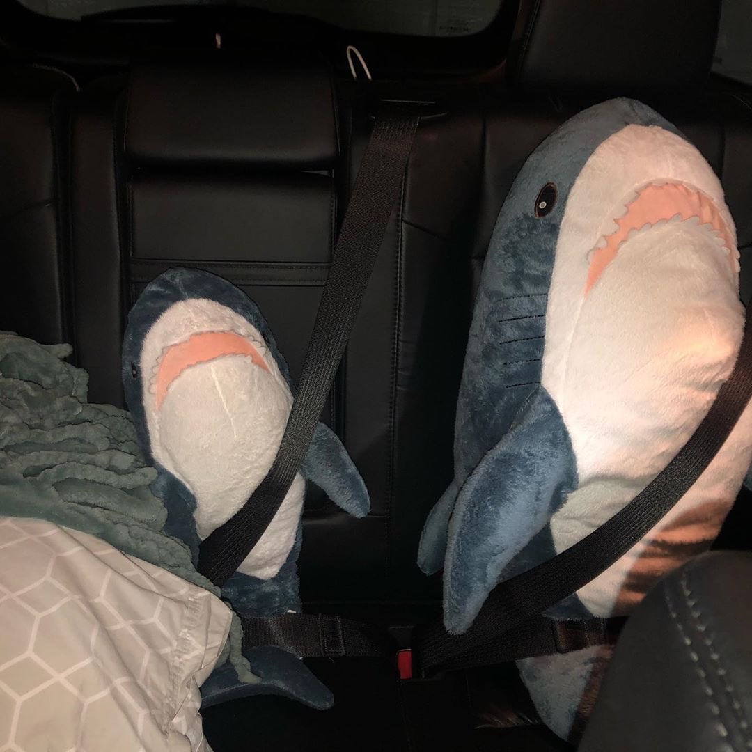 We’re going on a road trip! Woohoo! All packed and buckled in and we’ve got our pillow and blanket to keep us comfy. 

#ikeashark #blahaj #spork #sharksofinstagram #plushiesofinstagram #roadtrip #sharkadventures
 instagram.com/p/CAaZR-cB1za/