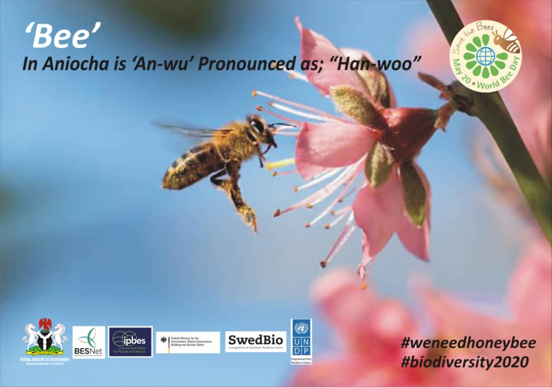 ogene_ogbodo's tweet photo. #WorldBeeDay 2020!
#BeesDoPollination; the decline of bees affects us all! 
#weneedhoneybee
#biodiversity2020

@FMEnvng @BESNet_UNDP @UNBiodiversity @IPBES @UNDP_GCRED @UNDPNigeria @sharon_ikeazor 
@CSDevNet1 
@PACJA1 @environewsng @AminaJMohammed @CatrionaLaing1 @c40cities https://t.co/CzjMS4m76h