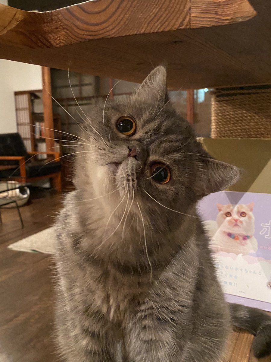 CatApartment's tweet photo. はて？
お爪をといでたらうえからなにかでてきましたけど、なんだったでしゅかね…？？ https://t.co/N0iBla0ZXm