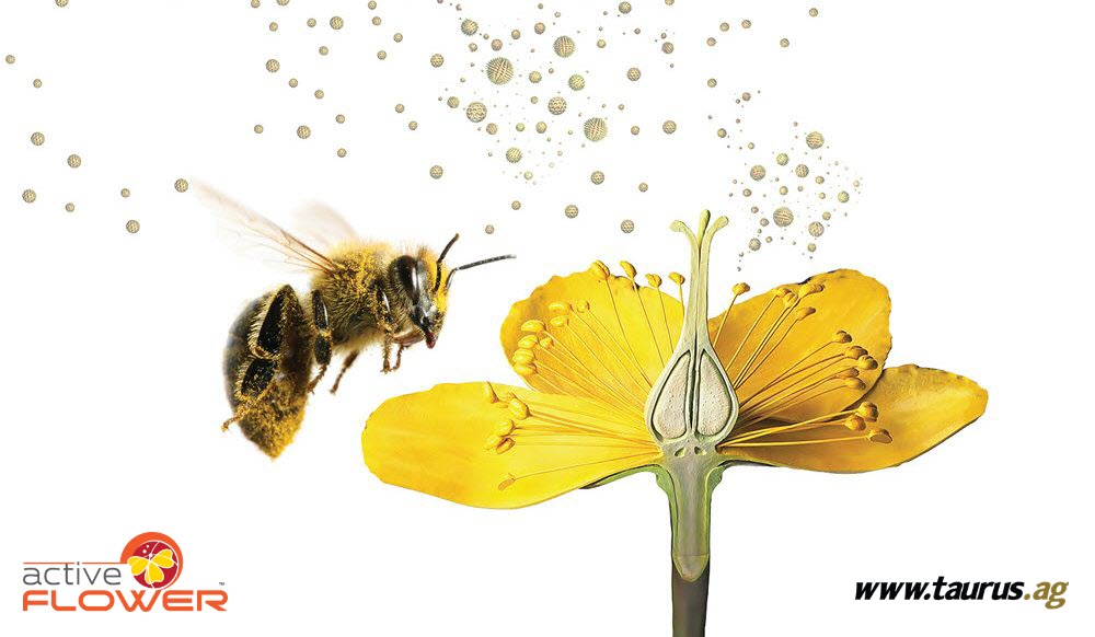 TaurusAgTeam's tweet photo. Happy World Bee Day! 🐝
Did you know that roughly 35% of the world’s food crops depend on pollinators?

Find out how you can help: https://t.co/vpz183aKMF

#WorldBeeDay #ActiveFlower #WestCdnAg #CdnAg #Agronomy #TaurusAg https://t.co/pstj8XDNA7
