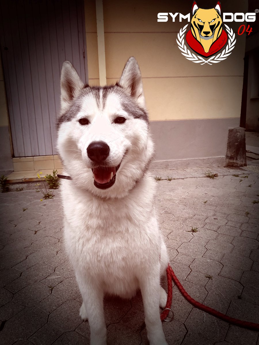 sym_dog_04's tweet photo. Nous l'oublions régulièrement, parce qu'ils prennent tellement de place dans nos vies, dans nos coeurs, mais le chien est avant tout un CHIEN
#symdog #symdog04 #castellane #educateurcanin #educationcanine #chien #husky #lovedog #chiens #paca #alpesdehauteprovence #chiendetraineau https://t.co/E9cCyikXbi