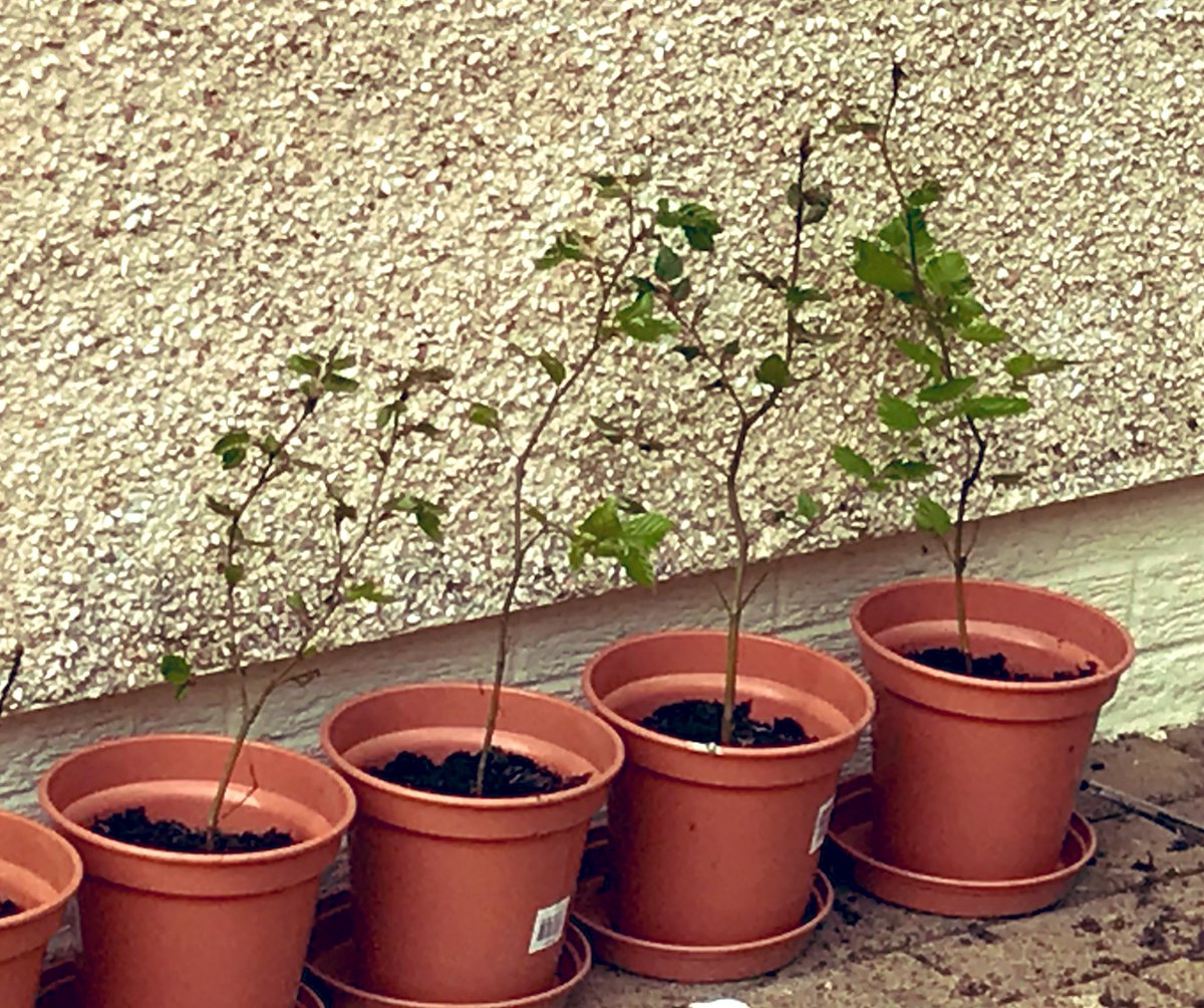 CN_HS's tweet photo. Day 22 of #savethesaplings - I think this fits in well with #kindness - our we trees are coming along well 🌴🎋@CNHSScience @CN_HS_English https://t.co/3729O3n5fu