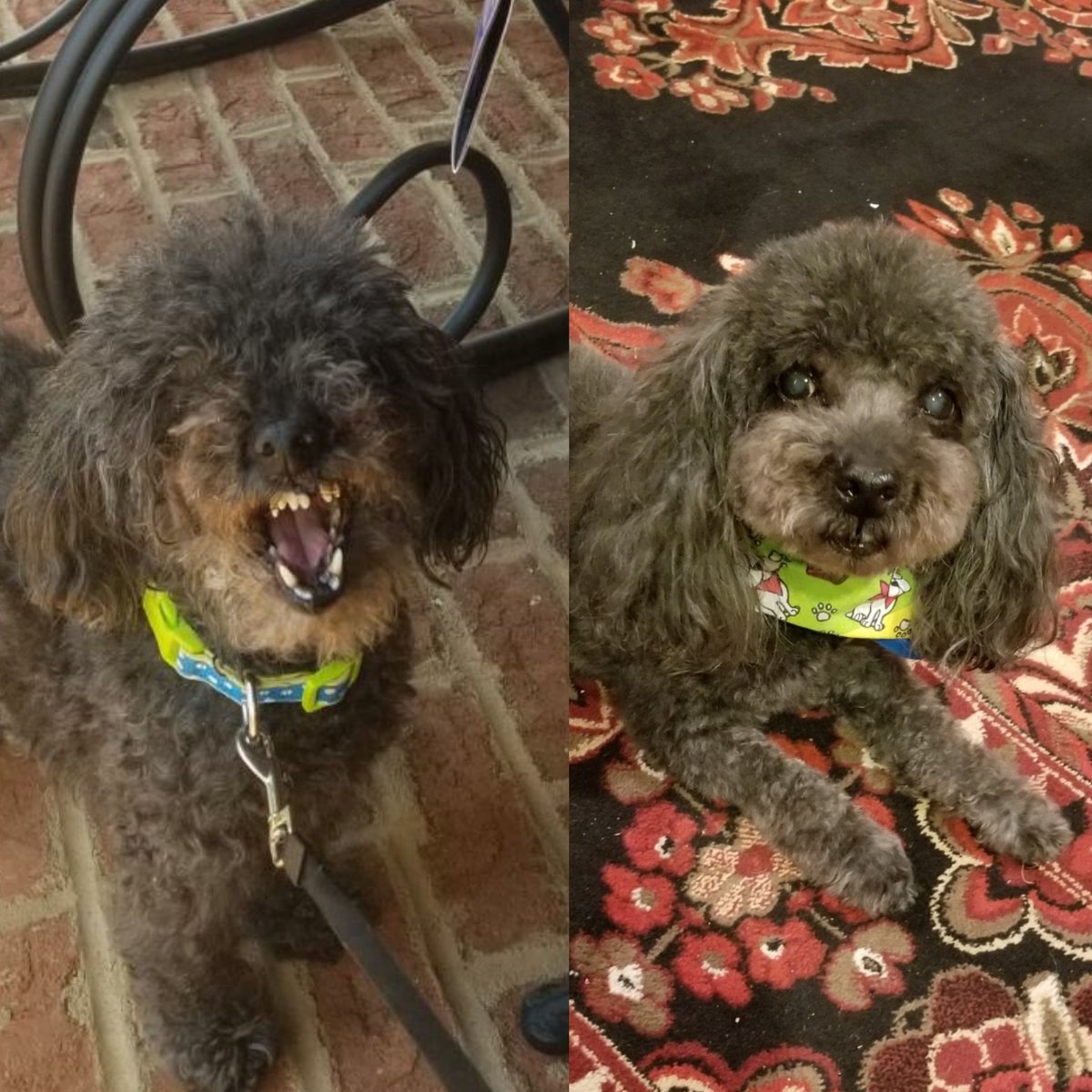RamonaHolloway's tweet photo. I don't think my dog enjoys home grooming.
#quarantiffs #dogsoftwitter #dogmom #QuaratineLife https://t.co/UTqRpeOCwl
