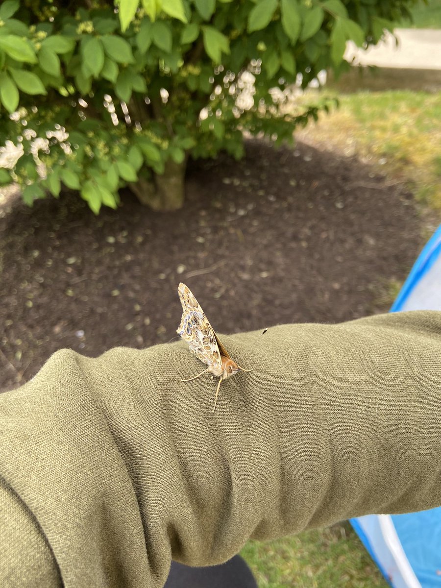 MissHoffEV's tweet photo. We observed our butterflies one last time this morning during our Zoom meeting. Then, I released them outside on this windy day! Thank you @Ojrscience for helping our 1st graders get to experience this awesome unit remotely #weloveeastvincent https://t.co/5Kk7rBbdw1
