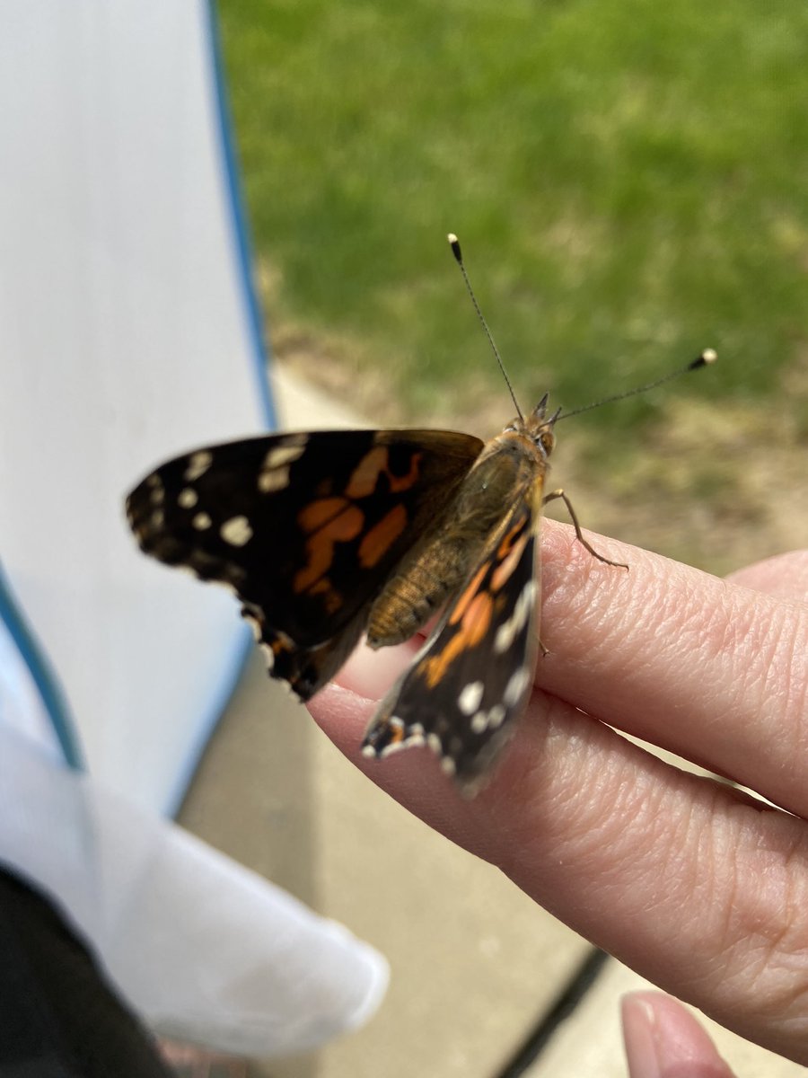 MissHoffEV's tweet photo. We observed our butterflies one last time this morning during our Zoom meeting. Then, I released them outside on this windy day! Thank you @Ojrscience for helping our 1st graders get to experience this awesome unit remotely #weloveeastvincent https://t.co/5Kk7rBbdw1