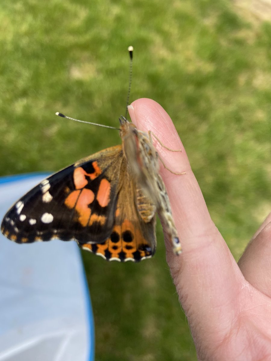 MissHoffEV's tweet photo. We observed our butterflies one last time this morning during our Zoom meeting. Then, I released them outside on this windy day! Thank you @Ojrscience for helping our 1st graders get to experience this awesome unit remotely #weloveeastvincent https://t.co/5Kk7rBbdw1