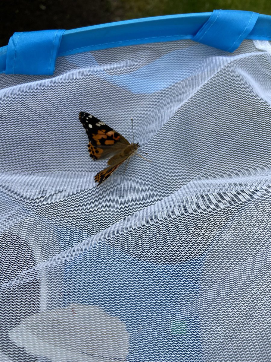 MissHoffEV's tweet photo. We observed our butterflies one last time this morning during our Zoom meeting. Then, I released them outside on this windy day! Thank you @Ojrscience for helping our 1st graders get to experience this awesome unit remotely #weloveeastvincent https://t.co/5Kk7rBbdw1