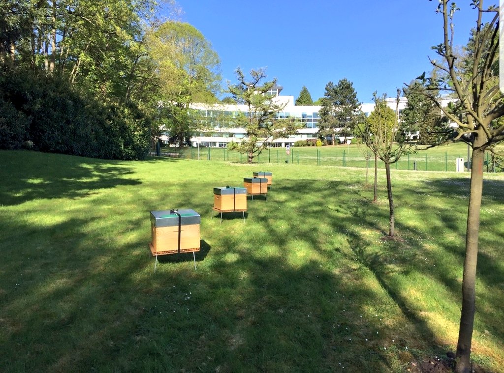 #JournéeMondialeDesAbeilles Depuis avril, le site <a href="/AXAFrance/">AXA France</a> de Marly accueille 4 ruches qui abriteront jusqu'à 30 000 #abeilles 🐝 Oui pr elles les regroupements sont permis! Bravo aux équipes du cadre de vie <a href="/GnanapragassaJf/">GNANAPRAGASSA JF</a> <a href="/Goubert1Nicolas/">Nicolas Goubert</a> #biodiversite #engagement #QVT #RSE