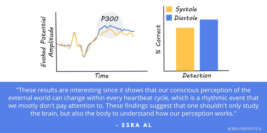 How the #Heartbeat Influences Conscious Perception

New this week in @PNASNews by @esra_mbg and @arnovillri

@brainpostco's scientific summary by @floramoujaes:

brainpost.co/weekly-brainpo…