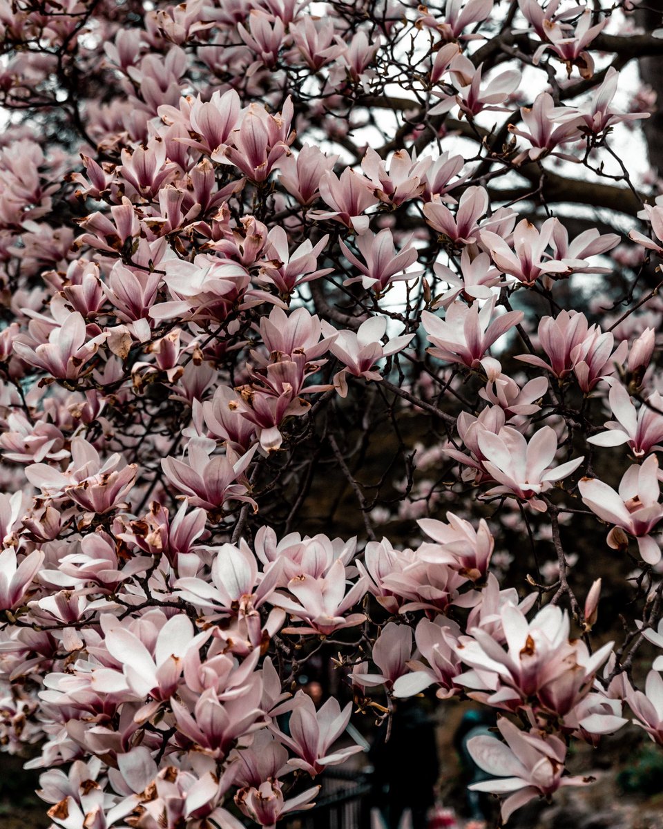 Amirftn's tweet photo. “Happiness held is the seed; Happiness shared is the flower.” John Harrigan

#VisualizeToronto #canadagram #toronto #framedtoronto #6ixfix #highparktoronto #theimaged #torontophotographer #arcpho #optimalmoments #6ixwalks #torontolife #tdot #the6ix #thesix #the6 #streetsoftoronto https://t.co/GmTgnn7PR9