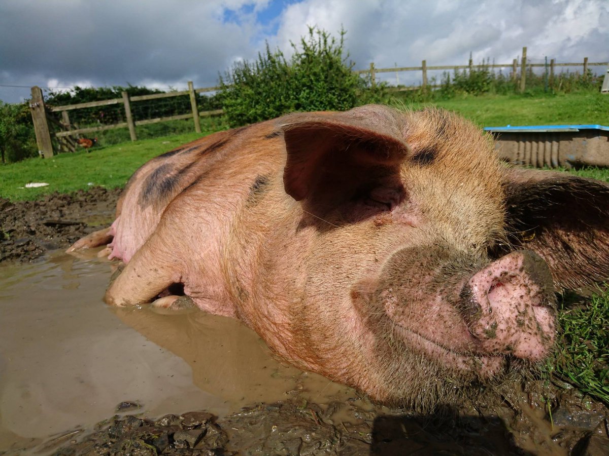 OxfordPig's tweet photo. TIP OF THE WEEK
Georgina says...Wallows, Shade and Fresh Water. We are set to have a heat wave so please ensure that everyone is catered for including yourselves #HottestDayOfTheYear #HappyOSBPig @GrowingPigs @pighealthuk @RBST #GoNative @BritishPigAssoc @NatPigAssoc https://t.co/wBmFJMpaZ0