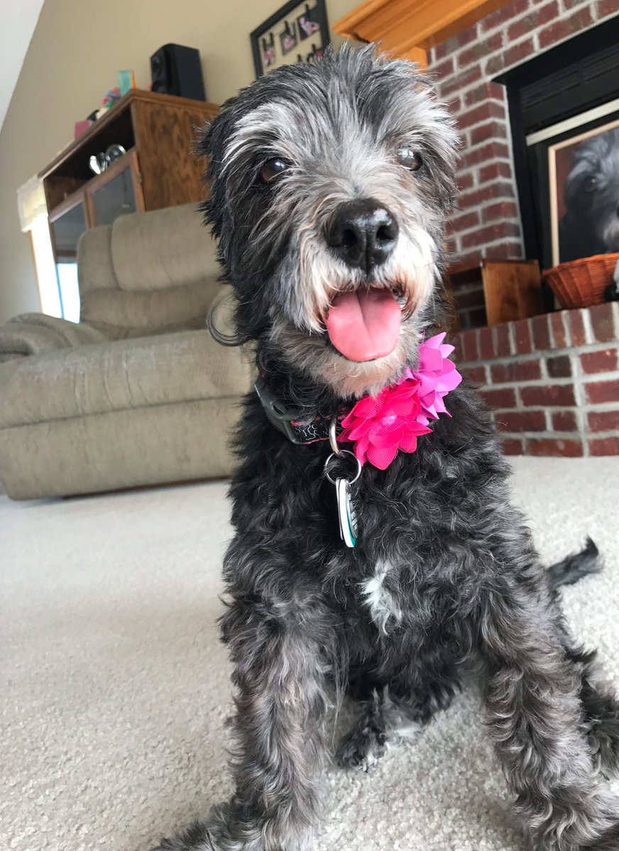 NEHumaneSociety's tweet photo. The Schreck family adopted Puppup 18 years ago from NHS. She was so small that she could fit into her new mom's hand! She was quiet, but she had a lot of love to give. Anna, who was one and a half at the time, had Puppup by her side for her whole childhood. #OmahaGives https://t.co/K33n46Zt96
