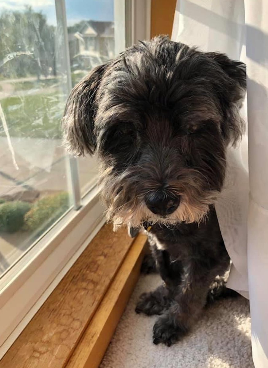 NEHumaneSociety's tweet photo. Puppup passed away this year. She was 18 and lived a full life of car rides, eating hamburgers, and being loved. #OmahaGives

We can't make stories like Puppup's possible without you! Donate to help us give more pets the success stories they deserve: https://t.co/QNPre50E3E https://t.co/nV8Yz31rzu