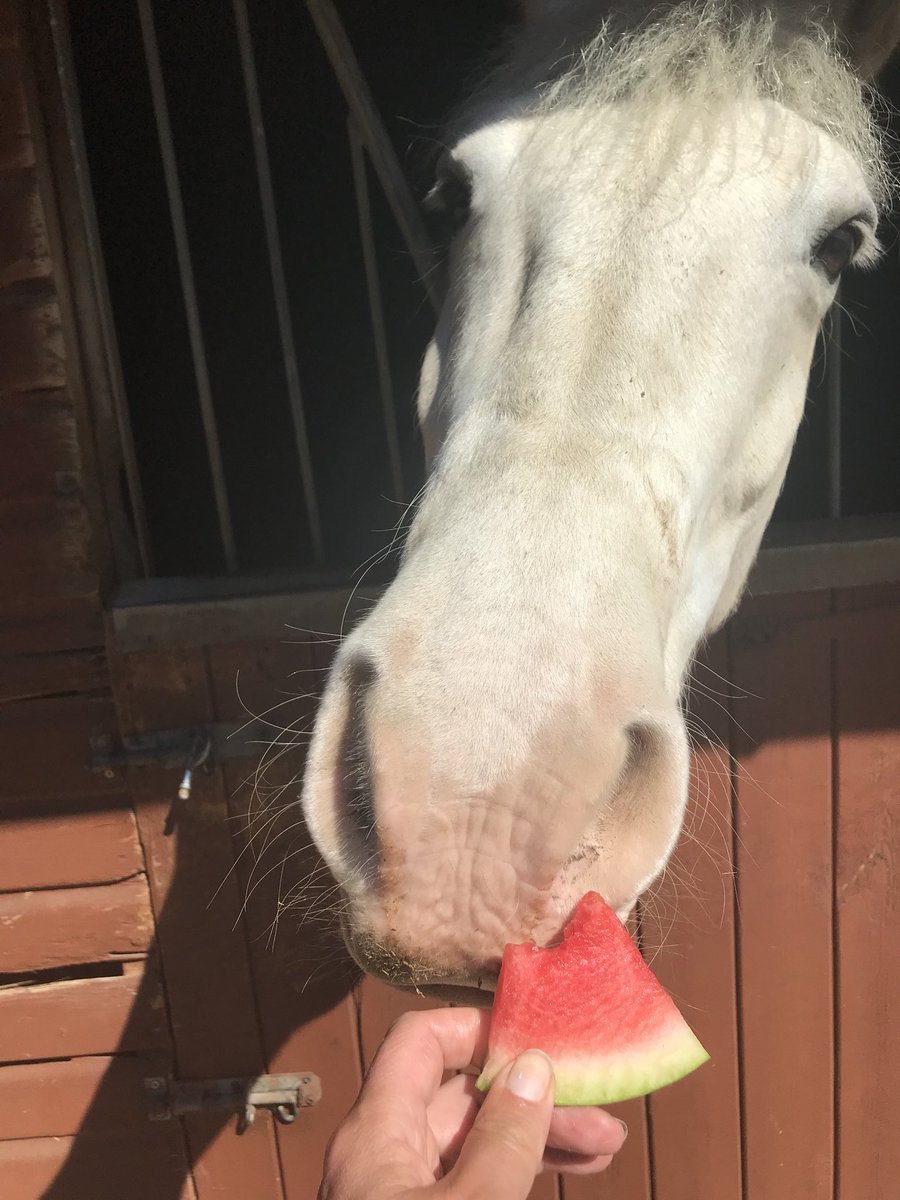 I just came in from my field to find not only my tea,  but watermelon as a refreshing treat too! 🍉 ⁦@HumbugAndToby⁩ #WatermelonWednesday.