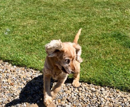 sheiladavies_'s tweet photo. Coco loving the sunshine today and loves chasing bubbles too ππΎπΎ
#lovemydog #lockdown
#lovedogs
#englishcockers
#cockers
#cockerspaniels
#spaniels #chasingbubbles
#englishcockerspaniel
#happydogs
#cockerspanpics
#cockerspaniel_moments https://t.co/Gg5q9iEg4e