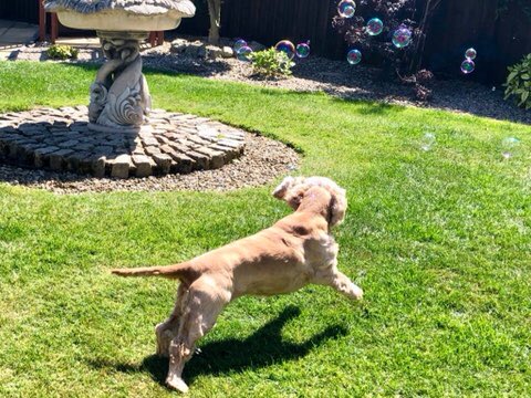 sheiladavies_'s tweet photo. Coco loving the sunshine today and loves chasing bubbles too ππΎπΎ
#lovemydog #lockdown
#lovedogs
#englishcockers
#cockers
#cockerspaniels
#spaniels #chasingbubbles
#englishcockerspaniel
#happydogs
#cockerspanpics
#cockerspaniel_moments https://t.co/Gg5q9iEg4e