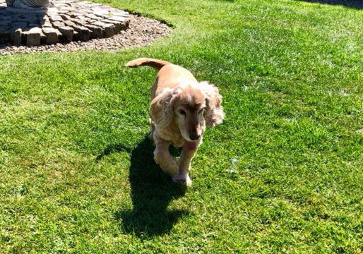 sheiladavies_'s tweet photo. Coco loving the sunshine today and loves chasing bubbles too ππΎπΎ
#lovemydog #lockdown
#lovedogs
#englishcockers
#cockers
#cockerspaniels
#spaniels #chasingbubbles
#englishcockerspaniel
#happydogs
#cockerspanpics
#cockerspaniel_moments https://t.co/Gg5q9iEg4e