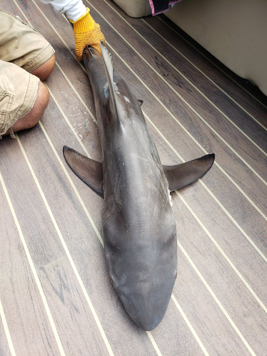 DrAlexAmanda's tweet photo. 5' Male Blacktip Shark. Tagged and released. #SaltLife #sharks #NOAA #conservation #catchtagrelease #souhthflorida https://t.co/fYPX9qVOtr