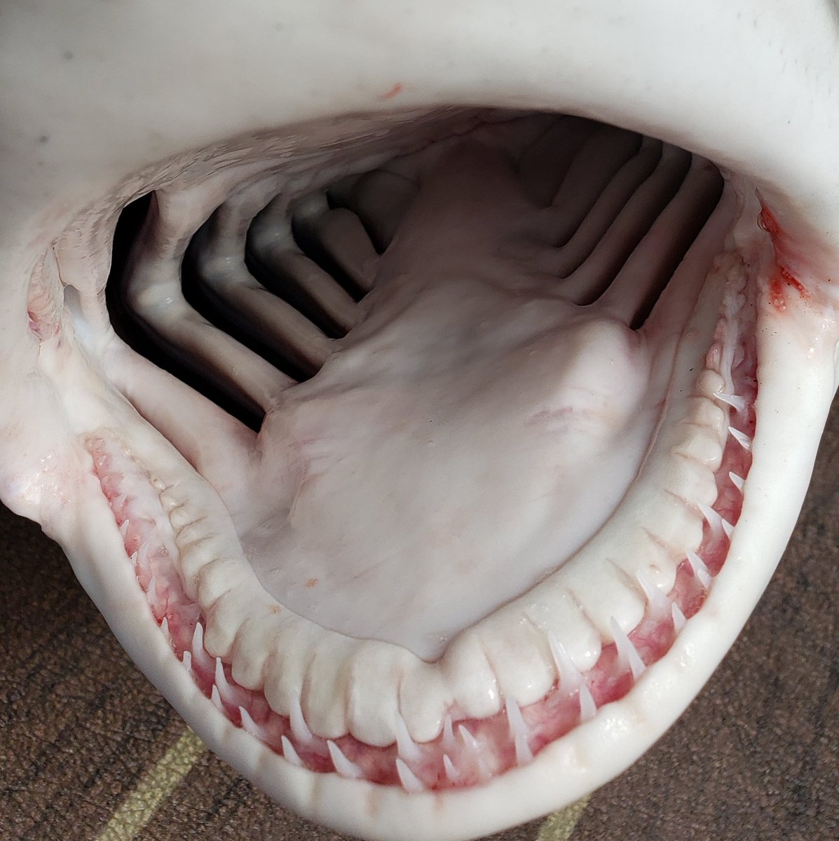 DrAlexAmanda's tweet photo. 5' Male Blacktip Shark. Tagged and released. #SaltLife #sharks #NOAA #conservation #catchtagrelease #souhthflorida https://t.co/fYPX9qVOtr