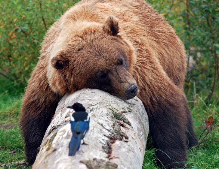 Hello everybody! 

Hope you’re all staying safe and keeping well. The last few months have been a struggle for us all but, 

The Bears are coming out of hibernation! 

Saturday 23rd May we’ll be doing delivery and contactless collection from 5-8pm. More details revealed tomorrow!