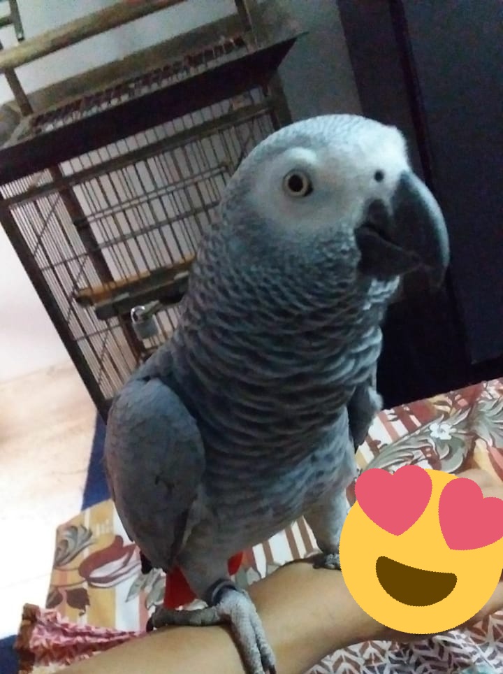 FuzailChohan's tweet photo. #GRASY IN MOUD 🤗
#FGCREATION #GF #GH #FC #FCIMAGES #DXB #FCCREATION #GRAYPARROTLOVERS
@GhazalHabib2 https://t.co/aDCN3vU9zZ