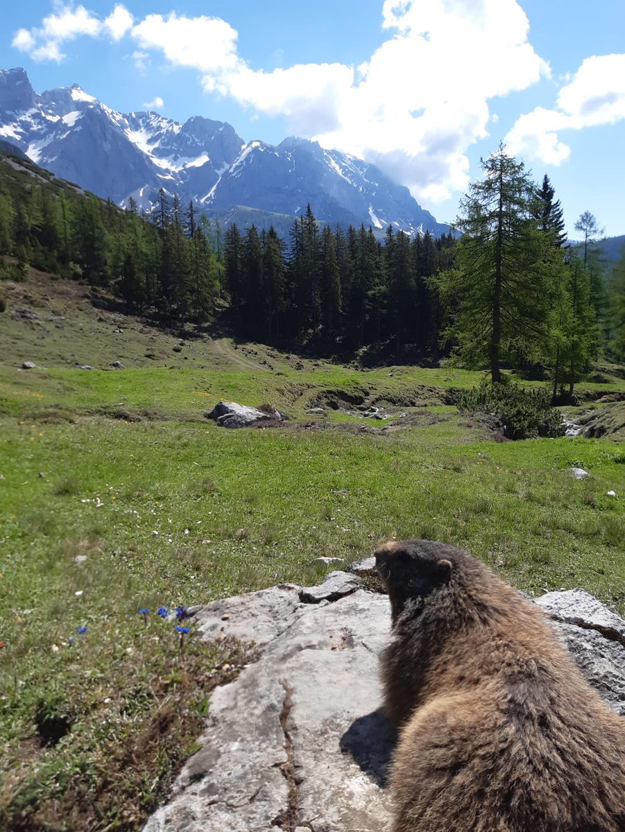 IulianaGal1's tweet photo. Our Verena visiting #marmots in #Bachlalm #Ramsau #WeareDiamond @diamondresorts #AlpineClub #wearesafe #covidsafe #weareapartments #nature #peaceofmind #love #Austria 💎🇦🇹🌲#OneTeam https://t.co/80kMRIM3u9