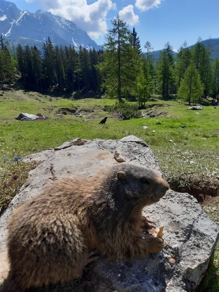 IulianaGal1's tweet photo. Our Verena visiting #marmots in #Bachlalm #Ramsau #WeareDiamond @diamondresorts #AlpineClub #wearesafe #covidsafe #weareapartments #nature #peaceofmind #love #Austria 💎🇦🇹🌲#OneTeam https://t.co/80kMRIM3u9