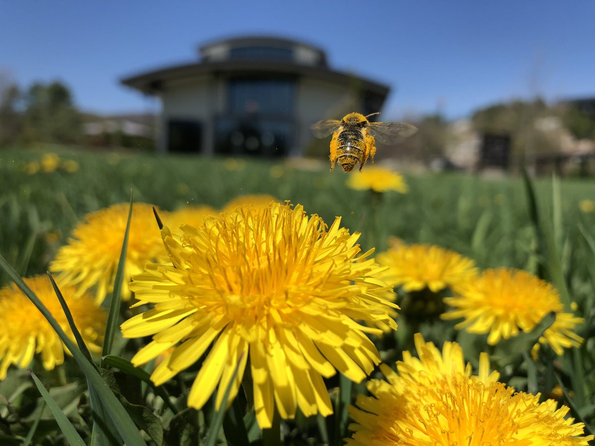 Our bees are back! The dandelions are a light snack, but they need Health Food! Ever thought of creating a pollinator friendly garden? Well,no time like the present, get planting!🐝 #pandemicgarden #beethechange #solarhoney