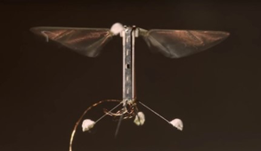 Did you know that bees are endangered in the United States? In our #WoW of the Week, learn about how engineers are designing robotic bees to pollinate plants! #DesignSquad

Read more here: pbskids.org/designsquad/bl…