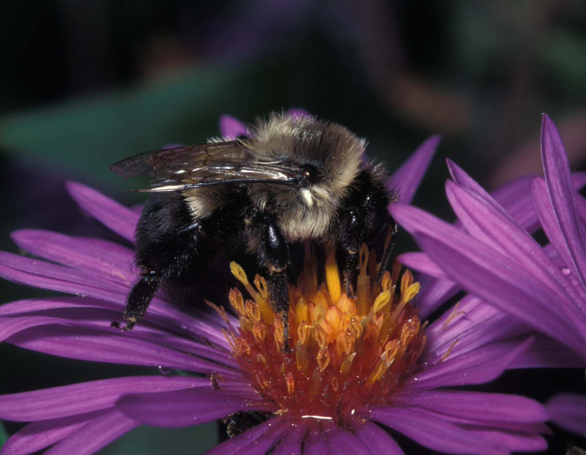 Happy #WorldBeeDay! Bees are responsible for 1 in 3 bites of food we take! They're the continent's premier #pollinators, supporting agriculture and natural communities wildlife depend upon. Learn how to support them at short.mdc.mo.gov/ZnP