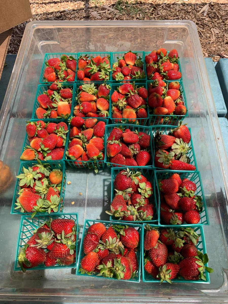 _huertadelvalle's tweet photo. Come visit us at our market! We are open Monday’s 3-6pm, Wednesday’s 8am-12pm and Saturday 9am-3pm for fresh fruits &amp; veggies!
.
Ven a visitarnos a nuestro mercado Estamos abiertos los lunes de 3-6pm, miércoles de 8am-12pm y los sábados de 9am-3pm para frutas y verduras frescas! https://t.co/W8CJxv05aY