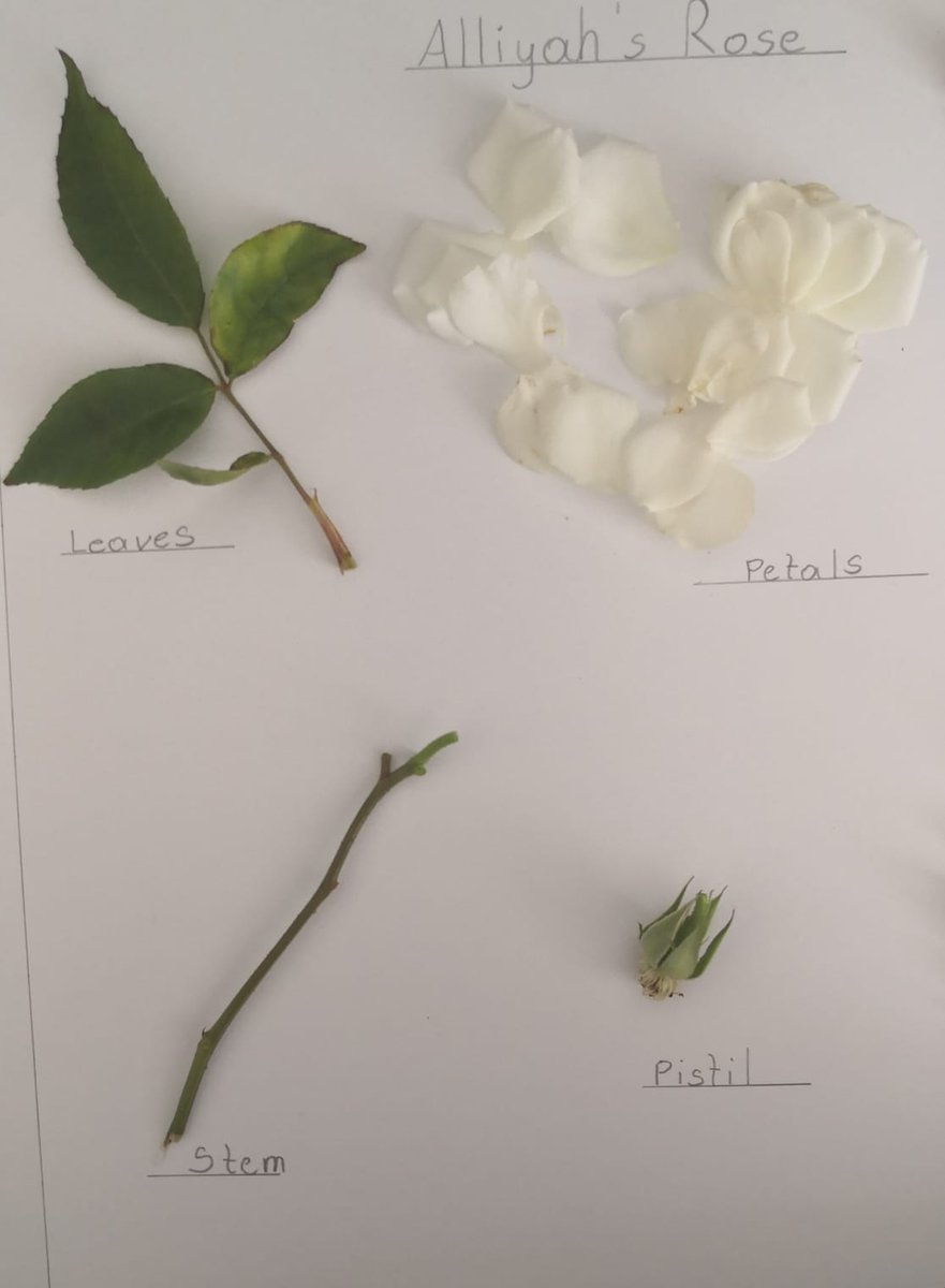 BSB_KS1's tweet photo. Learning about the parts of a flower, inside and out. @BSB_KS1 @britishschoolro #ScienceAtHome https://t.co/B4Nq8hROyk