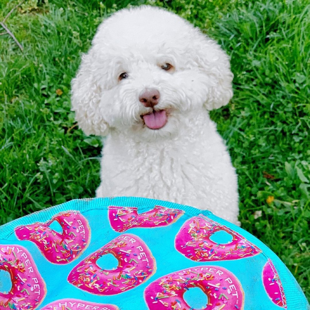 HyperPetToys's tweet photo. I donut care what you think, I'm making fetch happen every day of the week!
📸: IG @skyliedoodle
#makefetchhappen #onwednesdaysweplayfetch #sofetch #frisbees #cutedogtoys #dogtoy #donuts #sosweet #minidoodle #sassydog #cutedog #playfetch #frisbeedog #hyperpet https://t.co/6cD6O8bocz