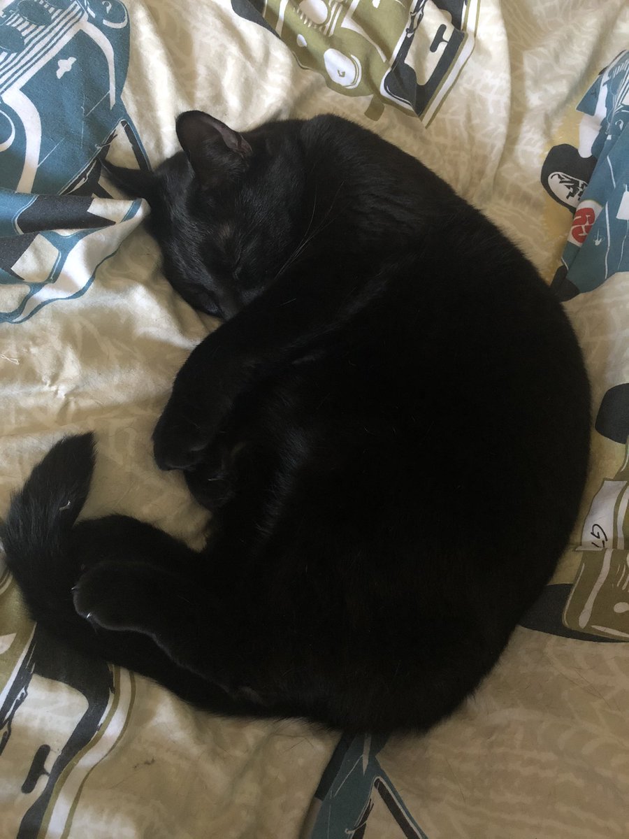 My colleague doesn’t seem to be helping me today! All she’s done is sleep! #olive #workingfromhome #blackcat #sleepy