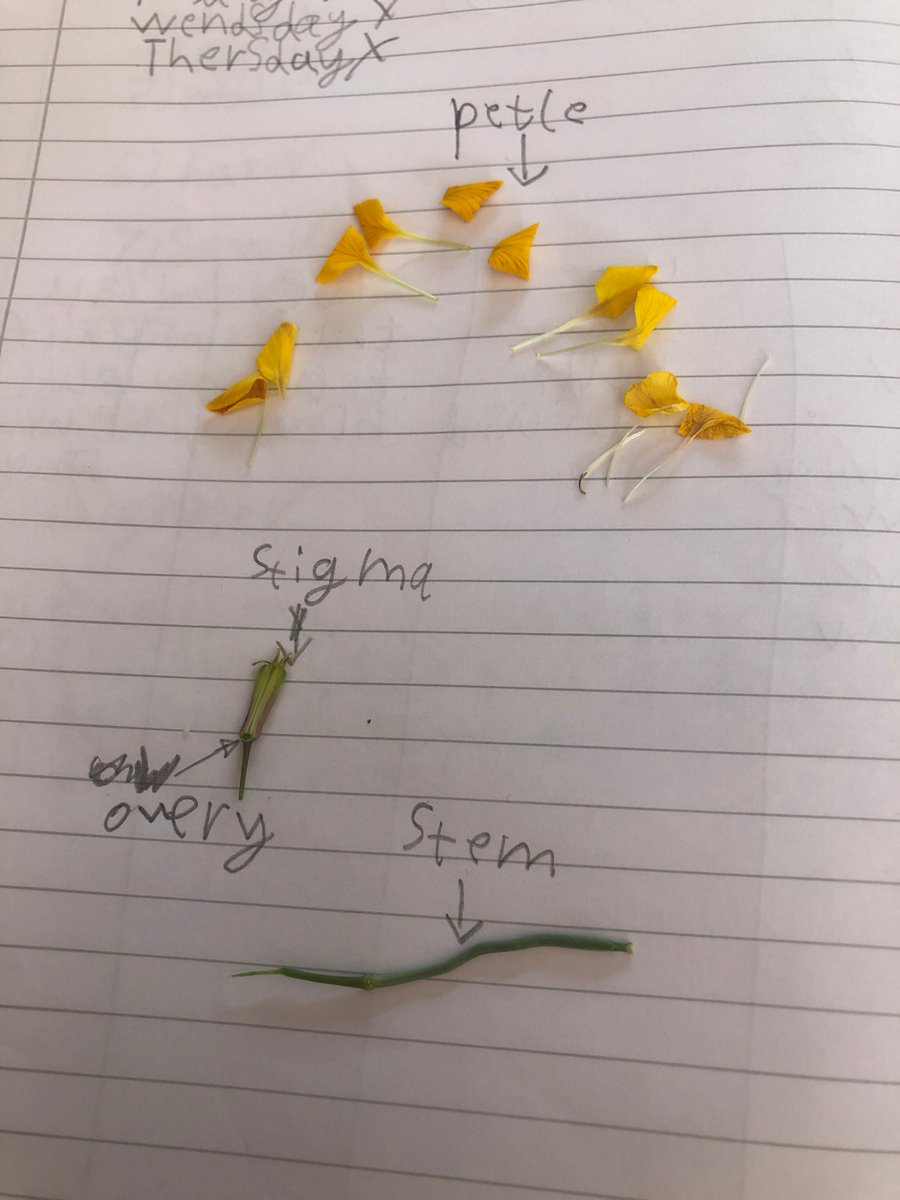 BSB_KS1's tweet photo. Learning about the parts of a flower, inside and out. @BSB_KS1 @britishschoolro #ScienceAtHome https://t.co/B4Nq8hROyk