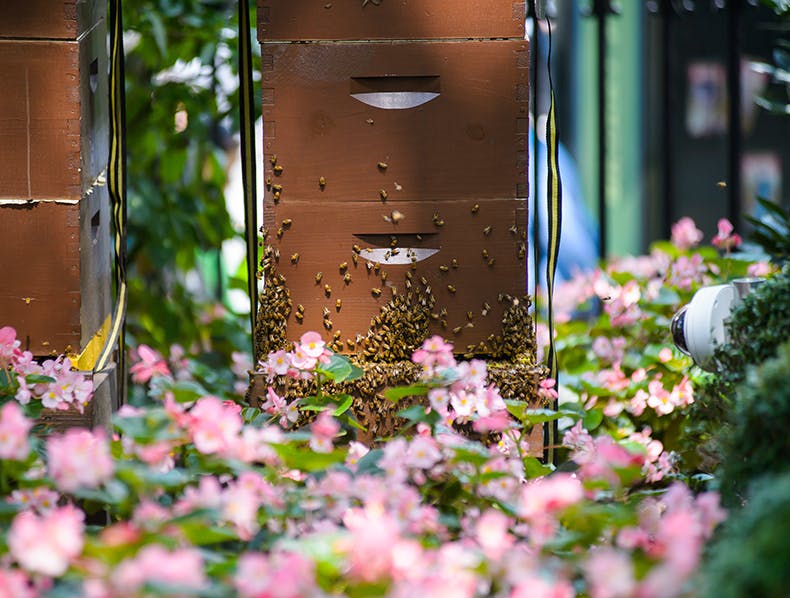 bryantparknyc's tweet photo. Happy #WorldBeeDay🐝! We're celebrating our bees who work hard everyday to pollinate the flowers🌼found all around #bryantpark. https://t.co/tGf1odYS8d