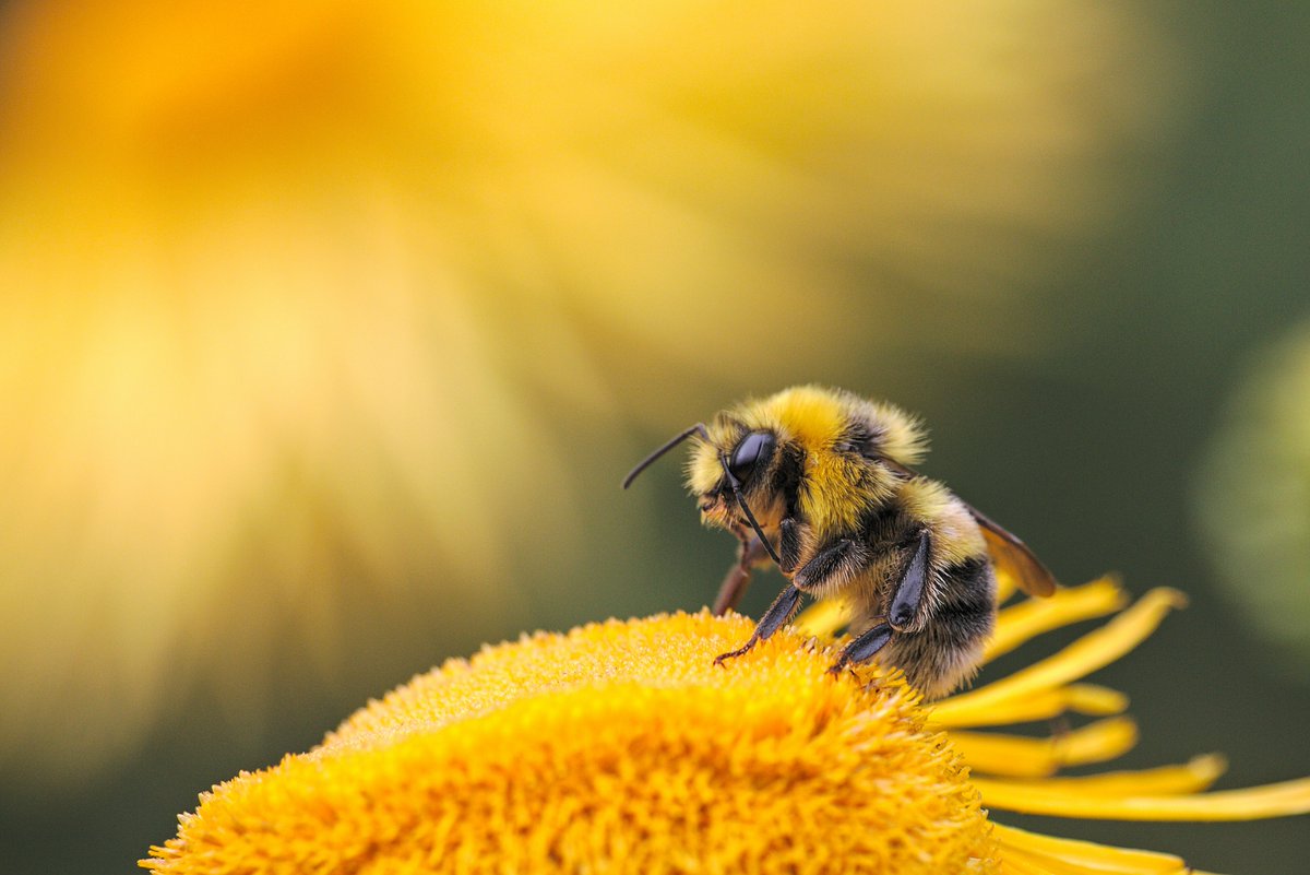 louis_riel_sd's tweet photo. It's #WorldBeeDay! 

Bees and other pollinators play an important role in keeping people and the planet healthy, but they are increasingly under threat from human activities. Learn more about pollinators and what you can do to help: https://t.co/mq8FfYU4KR https://t.co/lIhvhZvqM3