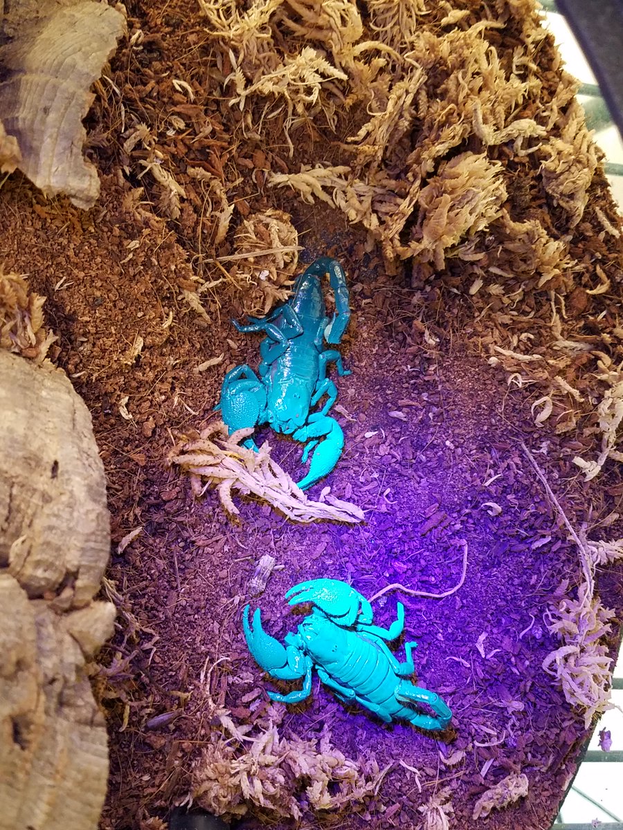 LivingShoresNH's tweet photo. Check these guys out! Like all scorpions, our Emperor Scorpions glow under UV light, which is caused by a chemical compound in their exoskeleton. Don't worry - their venom is fairly weak, and they are not considered a dangerous species of scorpion. #LivingShoresAtHome https://t.co/4gMqndDm0D